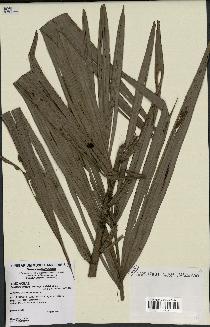spécimen de Basselinia gracilis