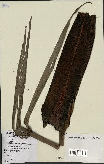 spécimen de Basselinia gracilis