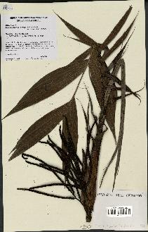 spécimen de Basselinia gracilis
