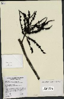 spécimen de Basselinia gracilis