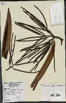 spécimen de Basselinia gracilis