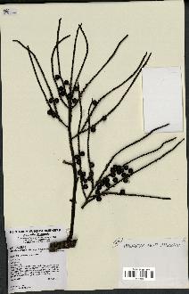 spécimen de Basselinia gracilis
