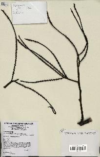 spécimen de Basselinia gracilis