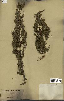 spécimen de Juniperus phoenicea