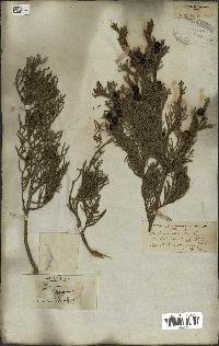 spécimen de Juniperus phoenicea