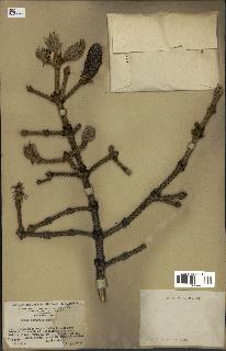 spécimen de Picea asperata