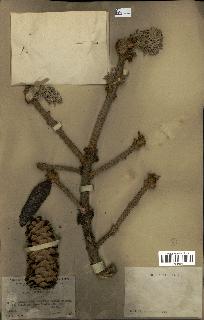 spécimen de Picea asperata