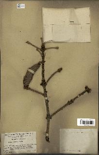 spécimen de Picea asperata