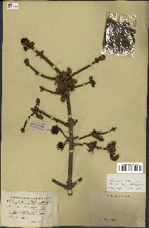 spécimen de Picea asperata