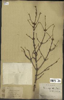 spécimen de Picea asperata