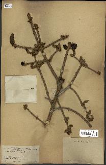 spécimen de Picea asperata
