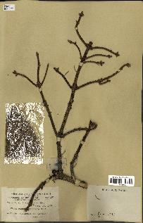 spécimen de Picea asperata