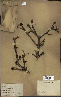 spécimen de Picea asperata