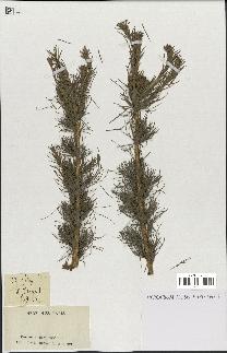 spécimen de Larix sp.