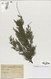 spécimen de Juniperus virginiana