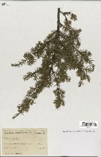 spécimen de Juniperus communis