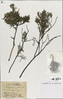 spécimen de Juniperus virginiana