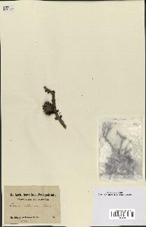 spécimen de Larix sibirica