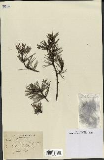 spécimen de Pinus sylvestris