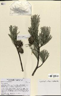 spécimen de Pinus sylvestris