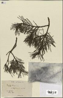 spécimen de Pinus sylvestris