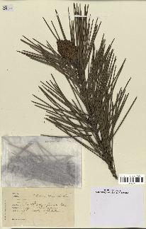 spécimen de Pinus maritima