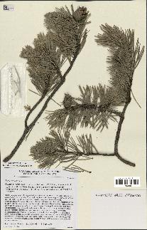 spécimen de Pinus sylvestris