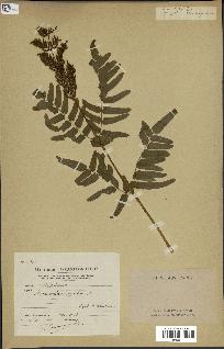 spécimen de Osmunda regalis