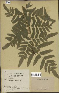 spécimen de Osmunda regalis