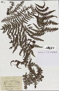 spécimen de Histiopteris incisa