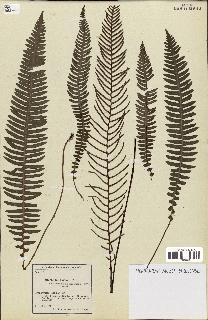 spécimen de Blechnum spicant