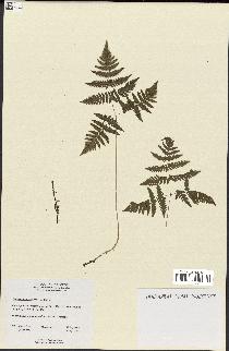 spécimen de Gymnocarpium dryopteris