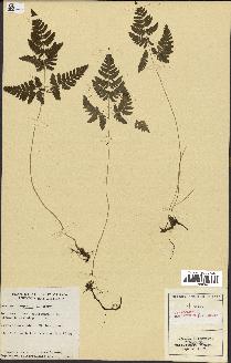 spécimen de Gymnocarpium dryopteris