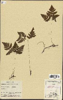 spécimen de Gymnocarpium dryopteris