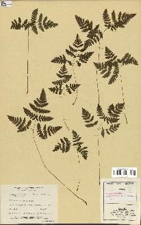 spécimen de Gymnocarpium dryopteris