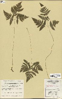 spécimen de Gymnocarpium dryopteris