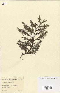 spécimen de Thuja occidentalis