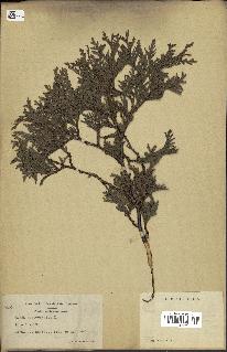 spécimen de Thuja occidentalis