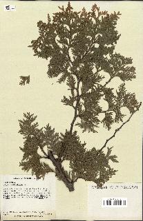 spécimen de Thuja occidentalis