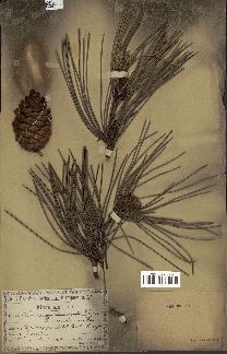 spécimen de Pinus pinaster