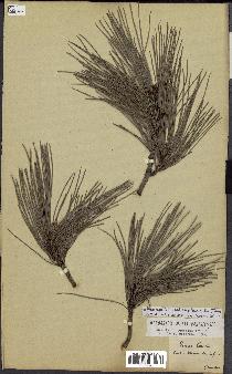 spécimen de Pinus nigra