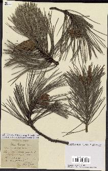 spécimen de Pinus nigra