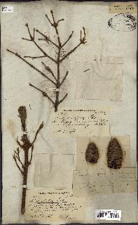 spécimen de Picea excelsa