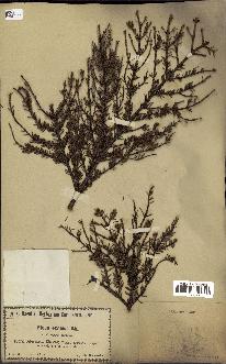 spécimen de Picea excelsa