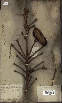 spécimen de Picea excelsa