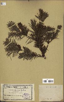 spécimen de Abies sibirica