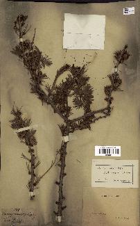 spécimen de Larix leptolepis