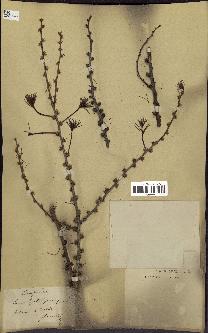 spécimen de Larix leptolepis