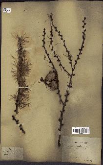 spécimen de Larix leptolepis