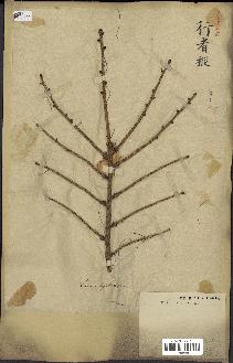 spécimen de Larix leptolepis